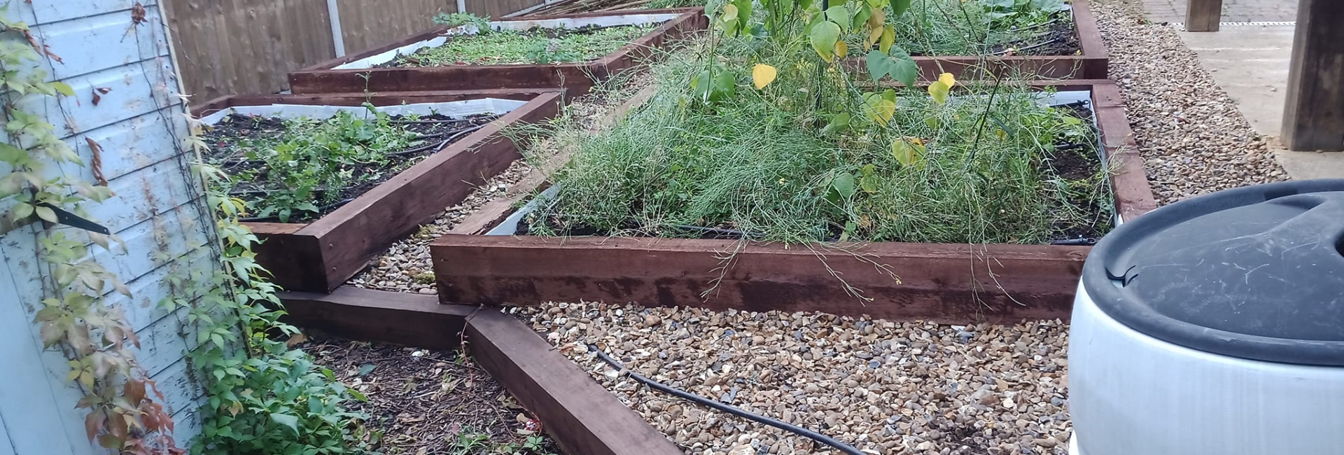 Raised garden beds with plants and wooden borders in a landscaped backyard setting