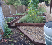 Raised garden beds with plants and wooden borders in a landscaped backyard setting